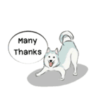 Soi Dog (EN)（個別スタンプ：12）