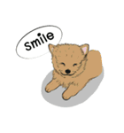 Soi Dog (EN)（個別スタンプ：21）