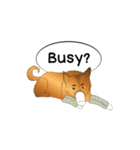 Soi Dog (EN)（個別スタンプ：23）