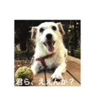 Dog talking in Japanese dialect sticker（個別スタンプ：1）
