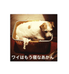 Dog talking in Japanese dialect sticker（個別スタンプ：2）