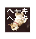 Dog talking in Japanese dialect sticker（個別スタンプ：3）