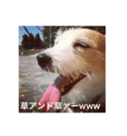 Dog talking in Japanese dialect sticker（個別スタンプ：4）