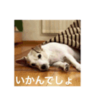 Dog talking in Japanese dialect sticker（個別スタンプ：5）