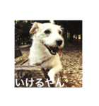 Dog talking in Japanese dialect sticker（個別スタンプ：6）