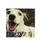 Dog talking in Japanese dialect sticker（個別スタンプ：7）