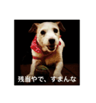 Dog talking in Japanese dialect sticker（個別スタンプ：9）