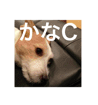 Dog talking in Japanese dialect sticker（個別スタンプ：11）