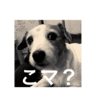Dog talking in Japanese dialect sticker（個別スタンプ：12）