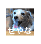 Dog talking in Japanese dialect sticker（個別スタンプ：15）