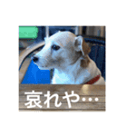 Dog talking in Japanese dialect sticker（個別スタンプ：16）