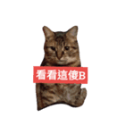 cat cute face（個別スタンプ：1）