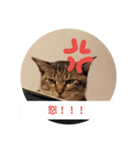 cat cute face（個別スタンプ：2）