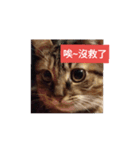 cat cute face（個別スタンプ：3）