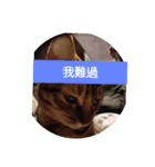 cat cute face（個別スタンプ：4）