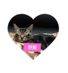 cat cute face（個別スタンプ：5）
