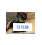 cat cute face（個別スタンプ：6）