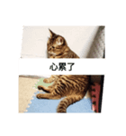 cat cute face（個別スタンプ：7）