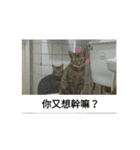 cat cute face（個別スタンプ：8）