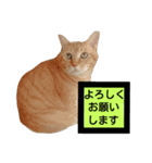 moco-sora-chibi（個別スタンプ：7）