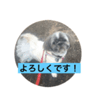 LOVE LOVE  LOVEdog（個別スタンプ：2）