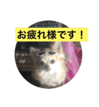 LOVE LOVE  LOVEdog（個別スタンプ：6）