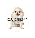 LOVE LOVE  LOVEdog（個別スタンプ：9）