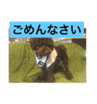 LOVE LOVE  LOVEdog（個別スタンプ：11）