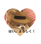 LOVE LOVE  LOVEdog（個別スタンプ：13）