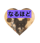 LOVE LOVE  LOVEdog（個別スタンプ：20）