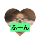 LOVE LOVE  LOVEdog（個別スタンプ：21）