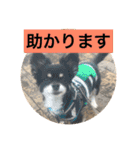 LOVE LOVE  LOVEdog（個別スタンプ：22）