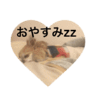 LOVE LOVE  LOVEdog（個別スタンプ：25）