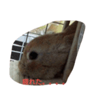 ペコのあいさつ（個別スタンプ：1）