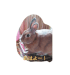 ペコのあいさつ（個別スタンプ：2）