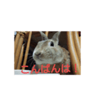 ペコのあいさつ（個別スタンプ：5）