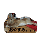 ペコのあいさつ（個別スタンプ：6）
