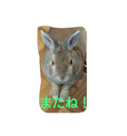 ペコのあいさつ（個別スタンプ：7）