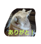 ペコのあいさつ（個別スタンプ：8）