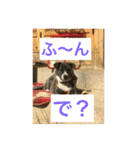 お散歩写真（個別スタンプ：5）