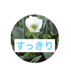 お散歩写真（個別スタンプ：15）