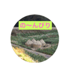 お散歩写真（個別スタンプ：16）
