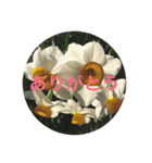 お散歩写真（個別スタンプ：18）