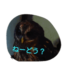 かわいいやろ（個別スタンプ：8）