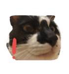 Fat feet Cat（個別スタンプ：1）