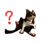 Fat feet Cat（個別スタンプ：2）