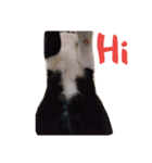 Fat feet Cat（個別スタンプ：3）