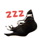 Fat feet Cat（個別スタンプ：4）