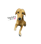 Dogs01（個別スタンプ：1）