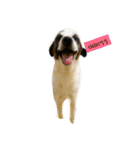 Dogs01（個別スタンプ：2）